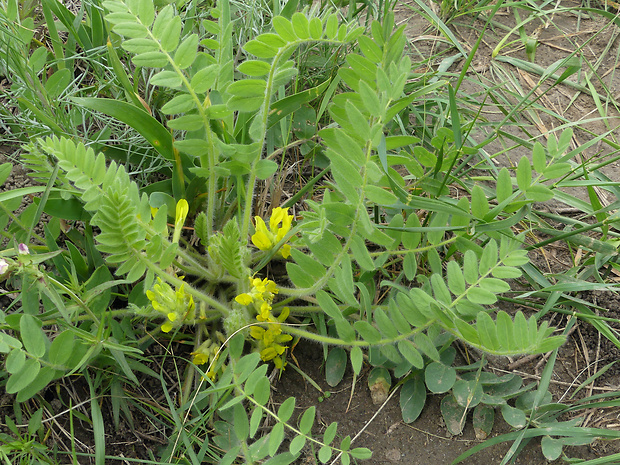 kozinec bezbyľový Astragalus exscapus L.