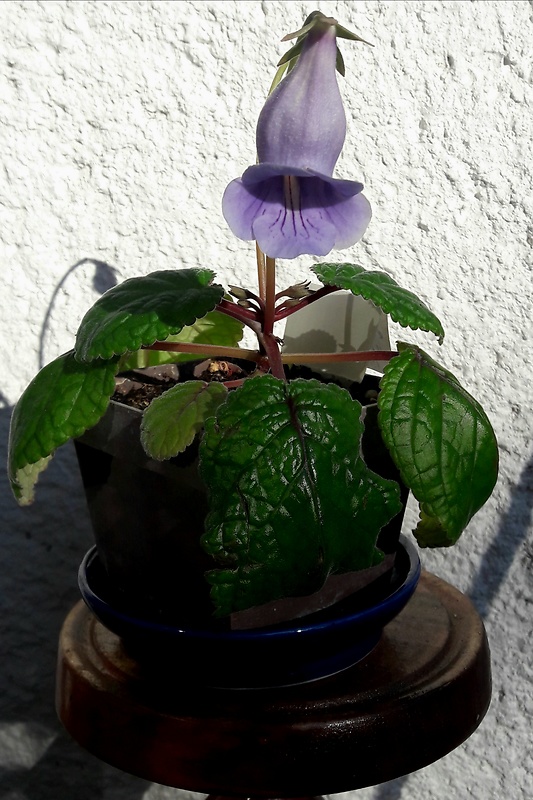 Sinningia Sinningia eumorpha "Clenilson purple"