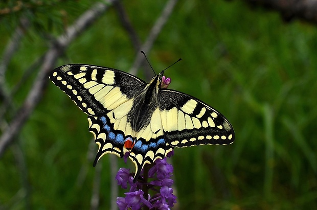 vidlochvost feniklový Papilio machaon Linnaeus,1758