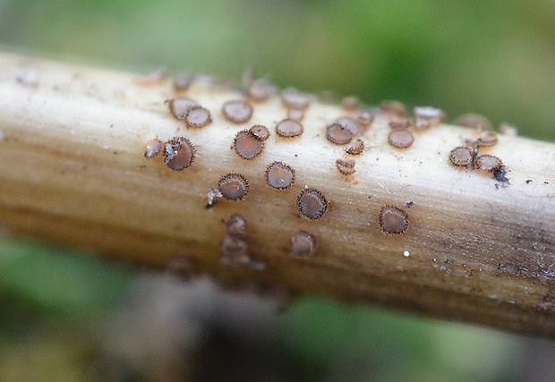lachnetka hniezdovitá Lasiobelonium nidulum (J.C. Schmidt & Kunze) Spooner