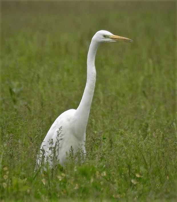 beluša veľka Egretta alba