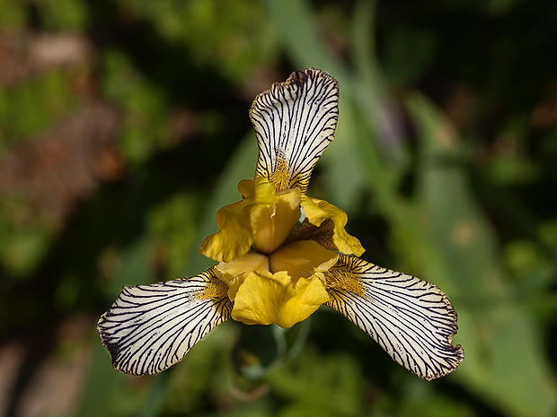 kosatec dvojfarebný Iris variegata L.
