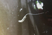 trúdovka obyčajná - larva