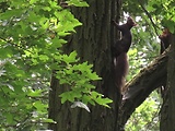 veverica stromová 