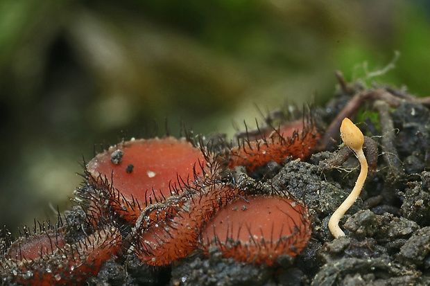 žezlovka mravcová Ophiocordyceps myrmecophila (Ces.) G.H. Sung, J.M. Sung, Hywel-Jones & Spatafora
