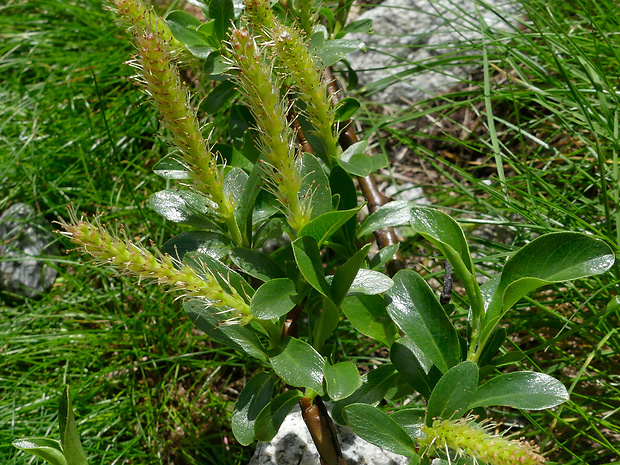vŕba kitaibelova Salix kitaibeliana Willd.