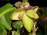 banán mrazuvzdorný