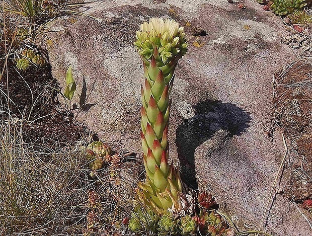 skalničník srstnatý   /   netřeskovec výběžkatý srstnatý Jovibarba globifera subsp. hirta (L.) J. Parn.
