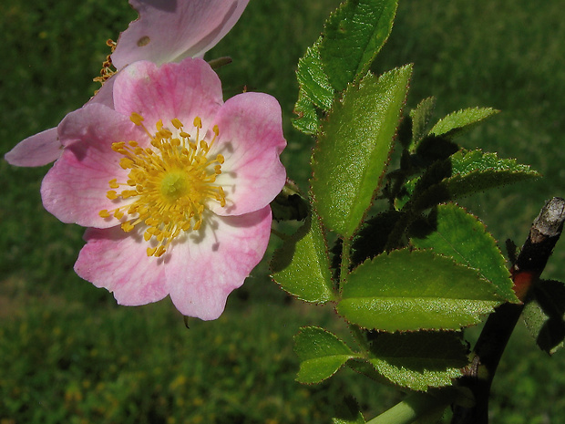 ruža drobnokvetá Rosa micrantha Borrer ex Sm.
