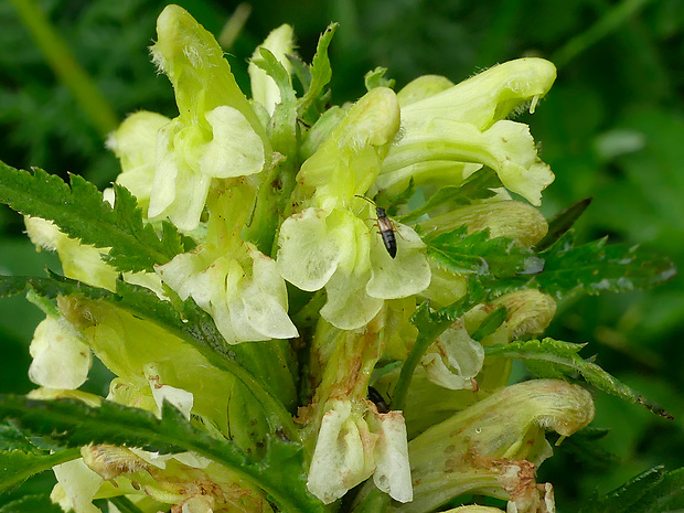 všivec karpatský Pedicularis hacquetii Graf
