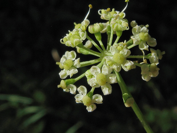 smldník rascolistý Peucedanum carvifolia Vill.