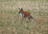 liška hrdzavá