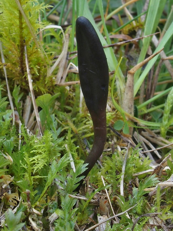 jazýček hnedočierny Geoglossum nigritum (Fr.) Cooke