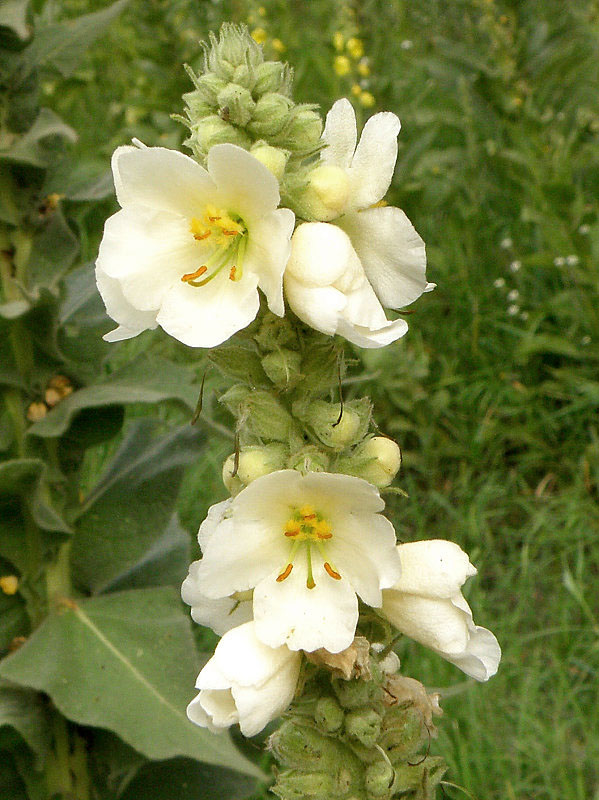 divozel veľkokvetý - albín Verbascum densiflorum Bertol.