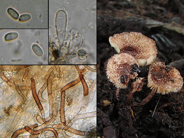 Echinoderma rubellum (Bres.) Migl.