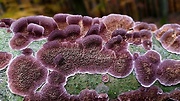 ryhovec želatinovitý