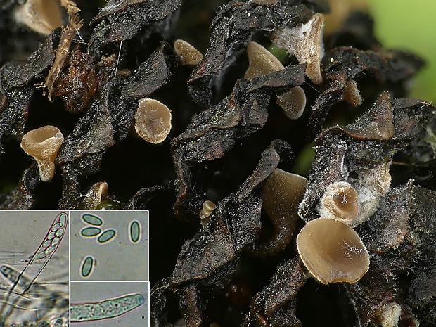 jahňadka Ciboria viridifusca (Fuckel) Höhn