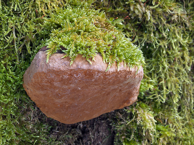 ohňovec mohutný Fomitiporia robusta (P. Karst.) Fiasson & Niemelä