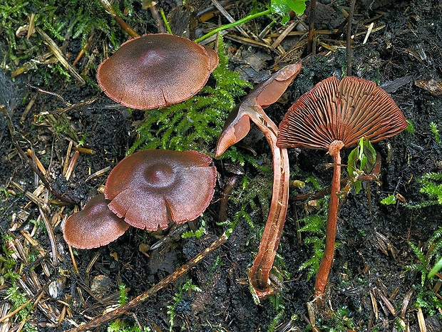 pavučinovec drevomilný Cortinarius vitiosus (M.M. Moser) Niskanen, Kytöv., Liimat. & S. Laine