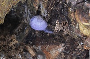 hodvábnica fialovomodrá