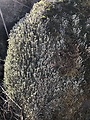 dutohlávka riasnatá