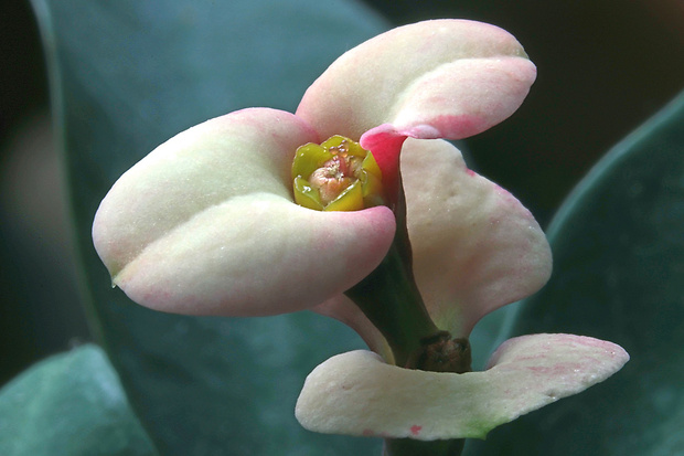 mliečnik Euphorbia millii