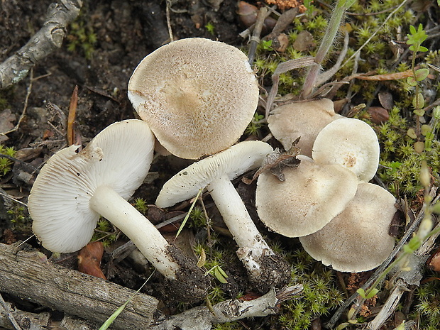 čírovka postriebrená Tricholoma argyraceum (Bull.) Gillet