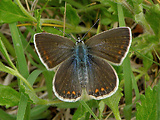 modráčik obyčajný - samička