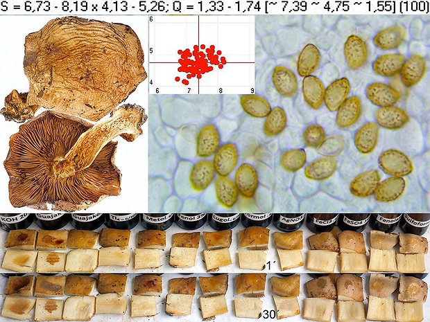 pavučinovec jemne vráskovatý Cortinarius subrugulosus Bidaud & Armada