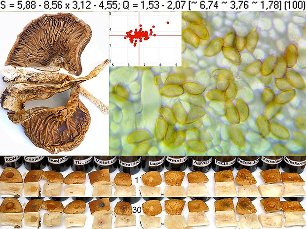 pavučinovec bucľatý Cortinarius pseudocrassus var. subcrassus (Rob. Henry) Bidaud, Moënne-Locc., Reumaux & Rob. Henry