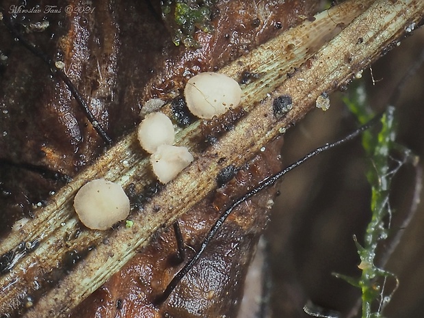 pabradavičkovec borovicový Pseudohelotium pineti (Batsch) Fuckel