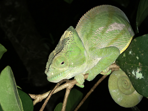 chameleón Furcifer belalandaensis