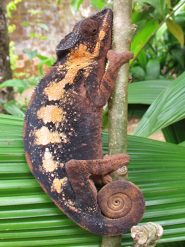 chameleón Furcifer oustaleti
