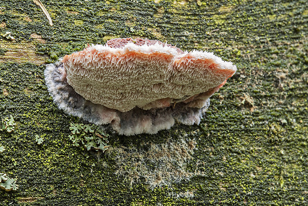 tvarohovček fialovejúci Leptoporus mollis (Pers.) Quél.