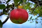 jabloň domáca