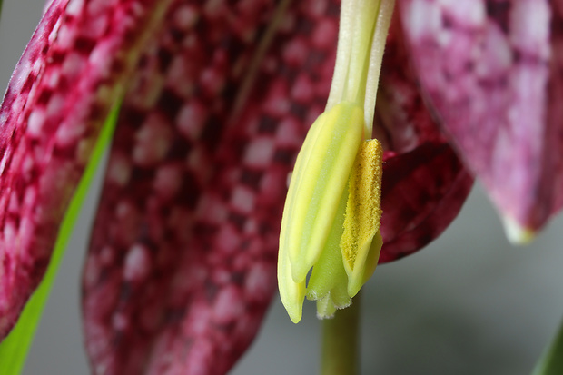 korunkovka strakatá Fritillaria meleagris L.