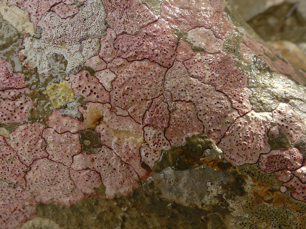 Bagliettoa marmorea (Scop.) Gueidan & Cl. Roux