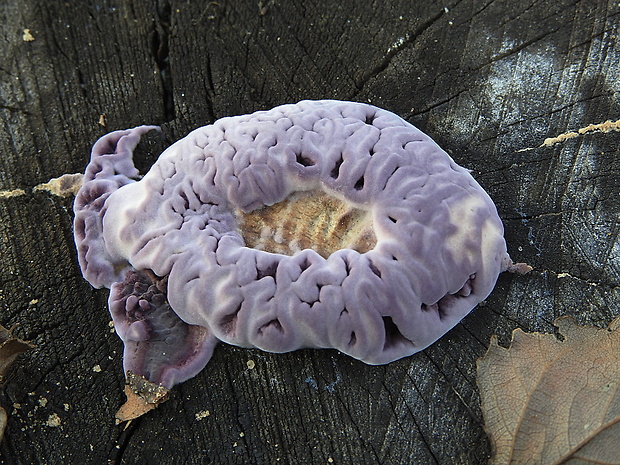 pevníkovec purpurový Chondrostereum purpureum (Pers.) Pouzar