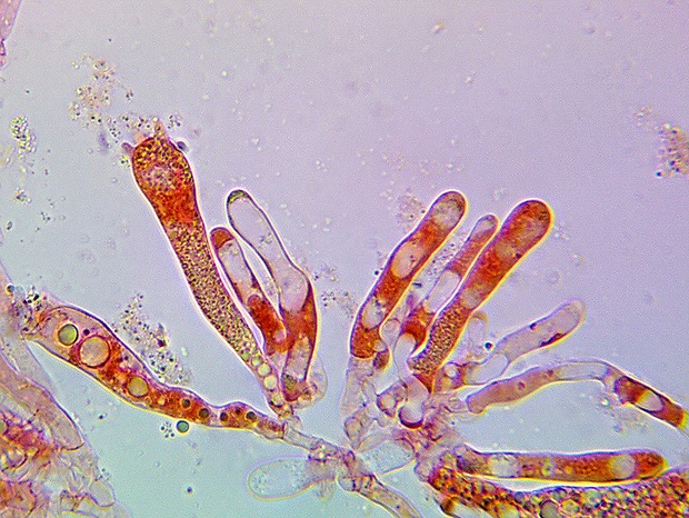 lúčnica krvavá Hygrocybe miniata (Fr.) P. Kumm.