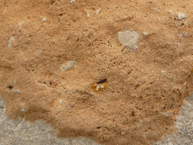 Polycauliona stellata (L.) Frödén, Arup & Søchting