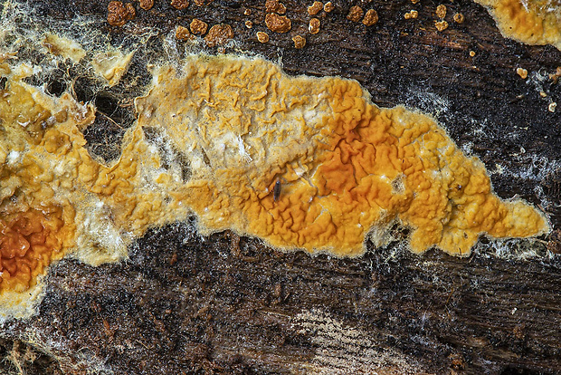 vrásnička zlatistá Pseudomerulius aureus (Fr.) Jülich