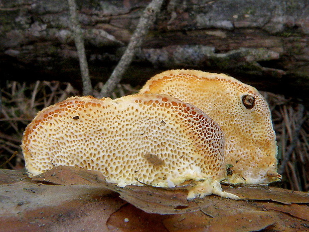 diplomitopórovec žltkastý Diplomitoporus flavescens (Bres.) Domański