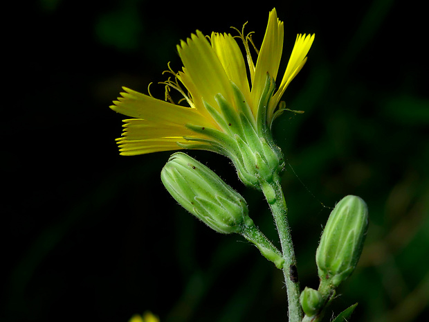 jastrabník strapcovitý Hieracium racemosum Waldst. et Kit. ex Willd.