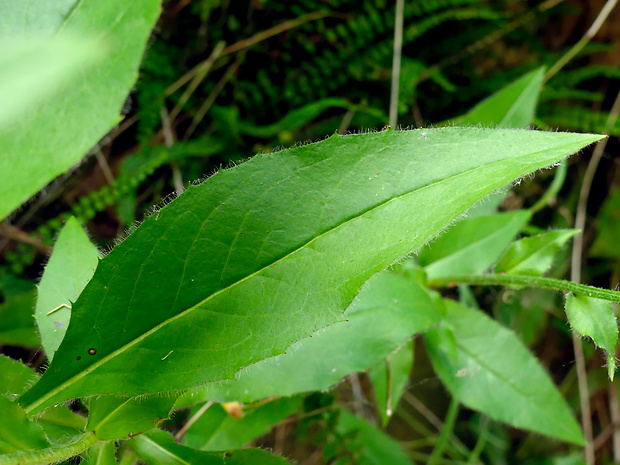 jastrabník strapcovitý Hieracium racemosum Waldst. et Kit. ex Willd.