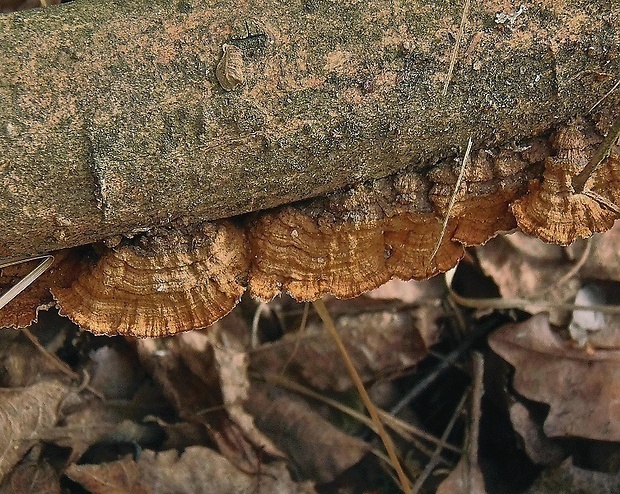 kožnačka hrdzavohnedá   /   kožovka rezavá Hymenochaete rubiginosa (Dicks.) Lév.