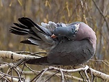 holub hrivnák