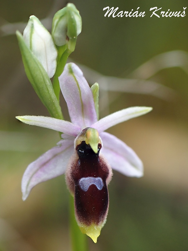 hmyzovník Ophrys lunulata Parl.