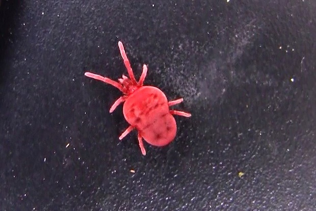 voska cervena zamatova Trombidium holosericeum