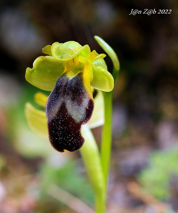 hmyzovník Ophrys fusca Link