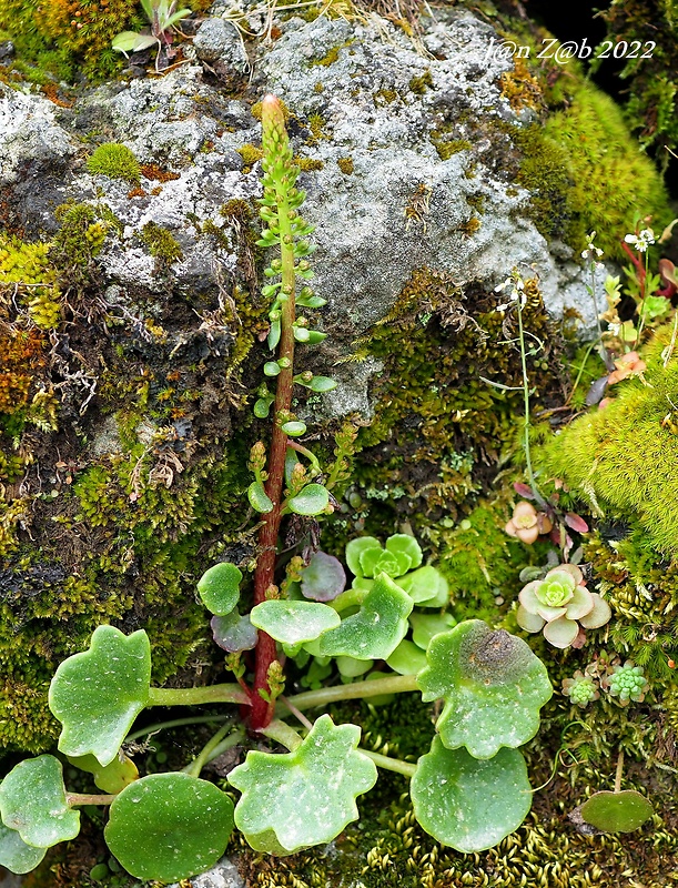 stenový pupočník Umbilicus rupestris (Salisb.) Dandy
